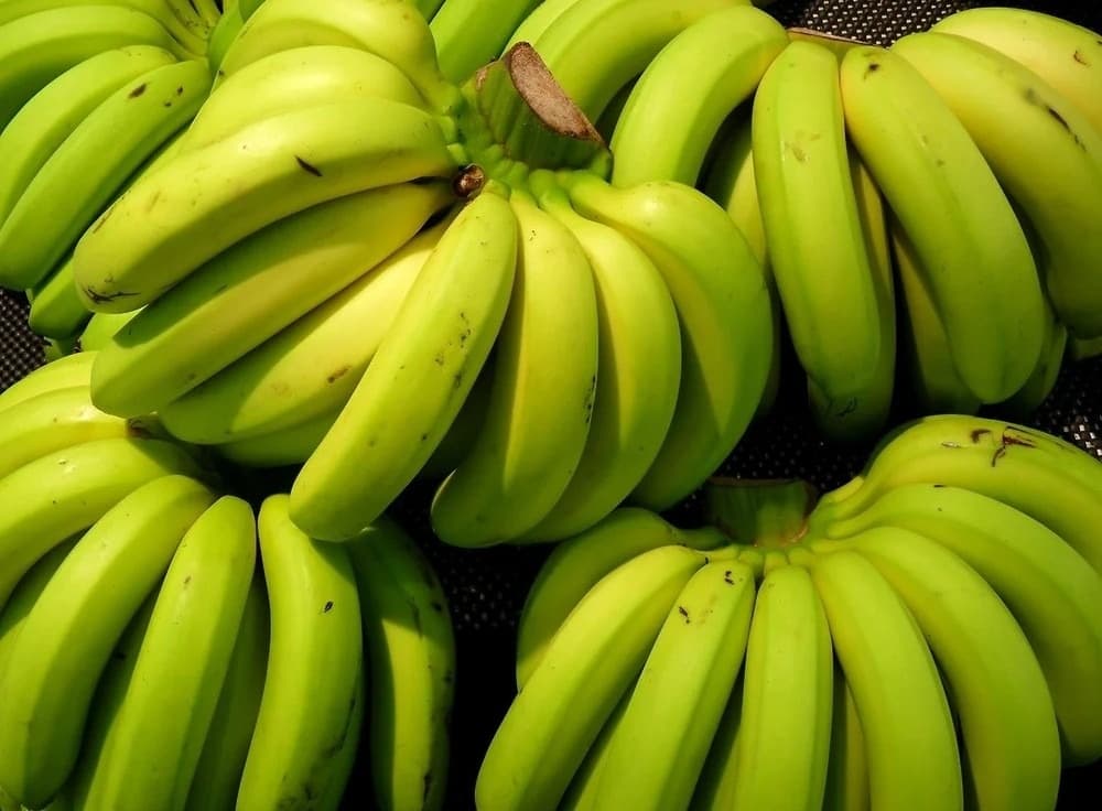 Freshly harvested premium G9 bananas, ready for export